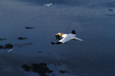 北方塘鹅(Morus bassanus)，北方塘鹅在飞行，苏格兰，鸟群，美丽的鸟，筑巢的鸟在悬崖上，