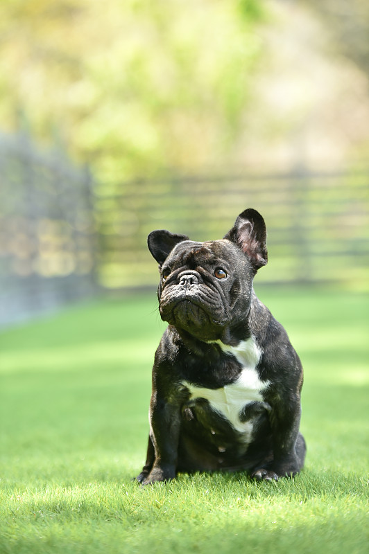 在狗跑中玩耍的法国斗牛犬