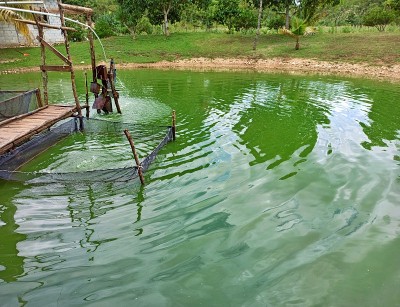 在危地马拉佩滕的一个小湖里养鱼