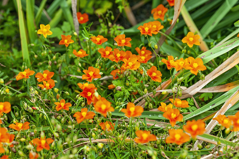 Helianthemum“约翰Lanyon”