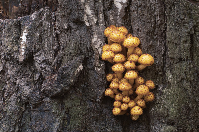 Pholiota aurivella蘑菇