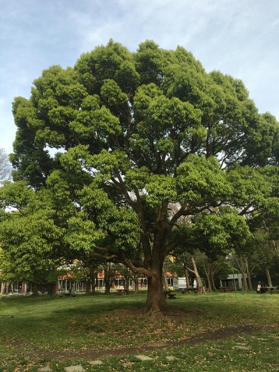 树
