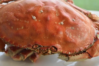 邓杰内斯蟹