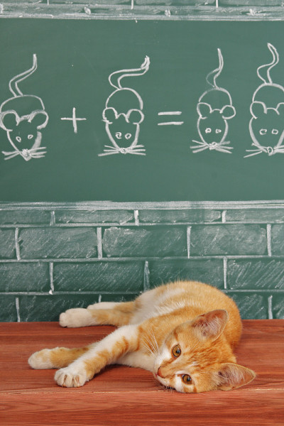 狡猾的懒猫