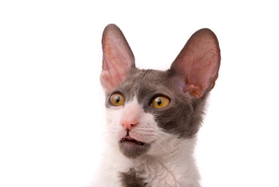 康沃尔郡的雷克斯猫