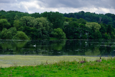 在英国西约克郡的Harewood House Trust地区，树木、树叶、鸟类和鱼塘的美丽风景