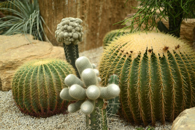 刺仙人掌种植园有许多仙人掌的背景。