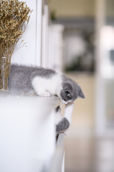可爱的小猫在室内玩耍