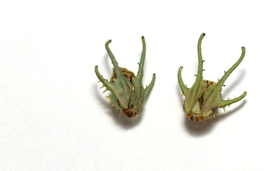 头或面具的普通蝴蝶(Polyura athamas)龙头