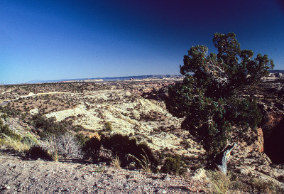 Grand Staircase Escalante NM - Canyon & Juniper