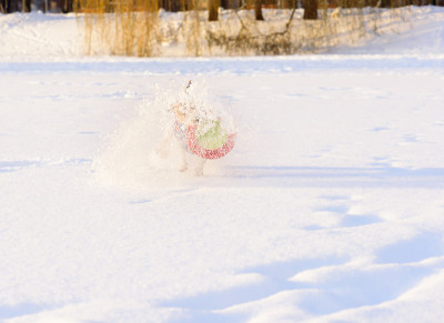 狗玩玩具制造飞溅的雪
