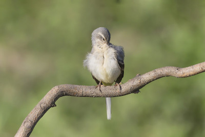 灰鹡尾的一般清洁(Motacilla cinerea)