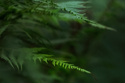 森林里的芬散景