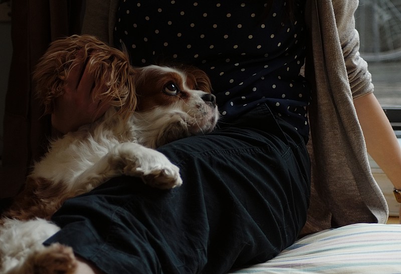 查理士国王的长耳獚犬躺在一个年轻女子的腿上。