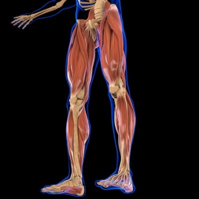 腿部肌肉解剖医学概念3D插图