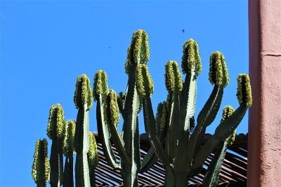 仙人掌开花特写