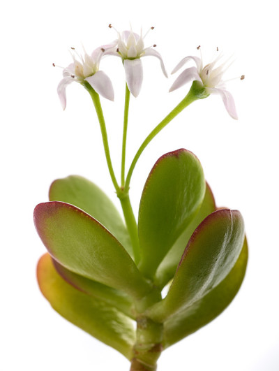 马齿苋枝上有花