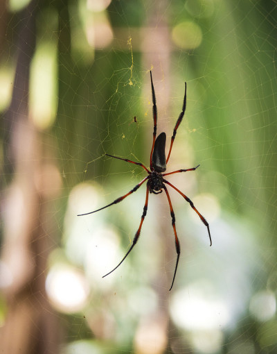 红腿金球蜘蛛也被称为棕榈蜘蛛(Nephila Inaurata)选择性地集中在网上，Praslin岛