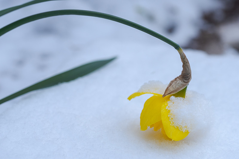 在寒冷的冰圣徒期间，花园里的黄色水仙花盖上了雪