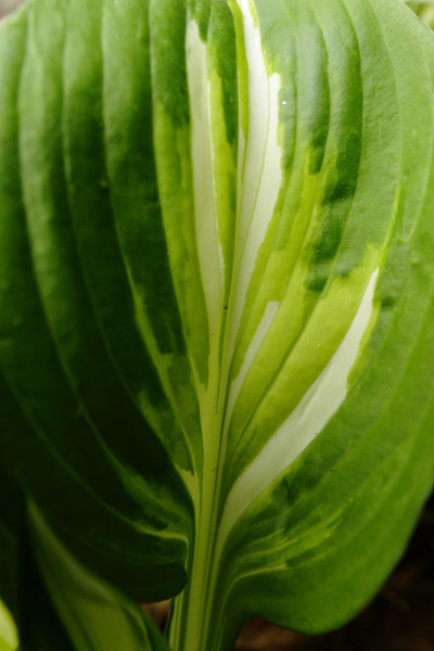 学名:玉簪属草本植物