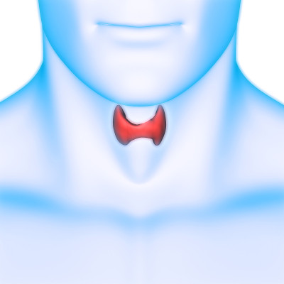 人体腺体甲状腺解剖学