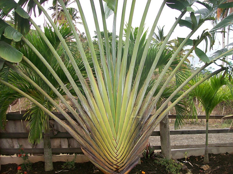 a palm type tree in the Dominican republic