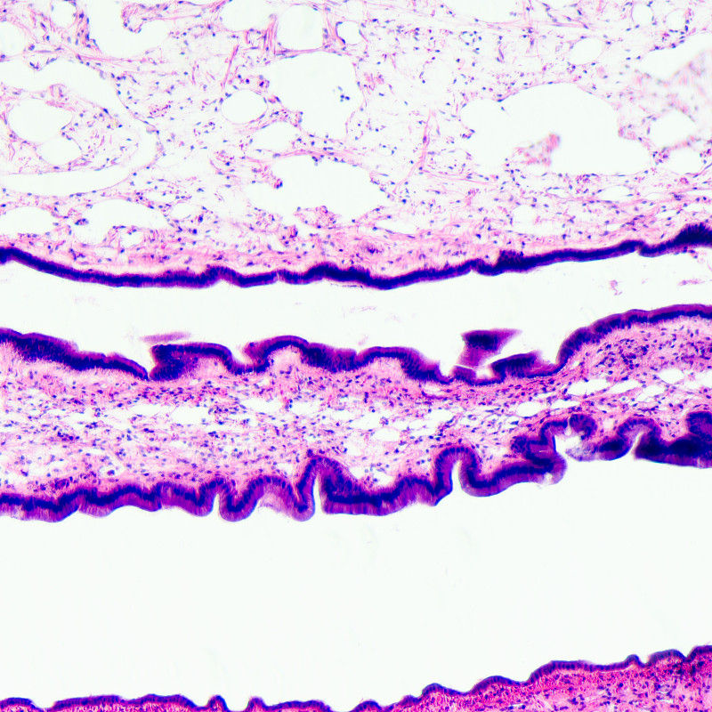 cilliated上皮组织