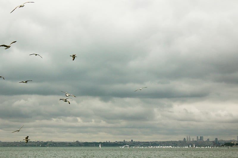 Istanbul city view and Bosporus channel, birds, la