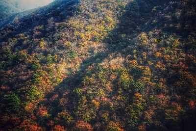 红色和黄色的叶子背景