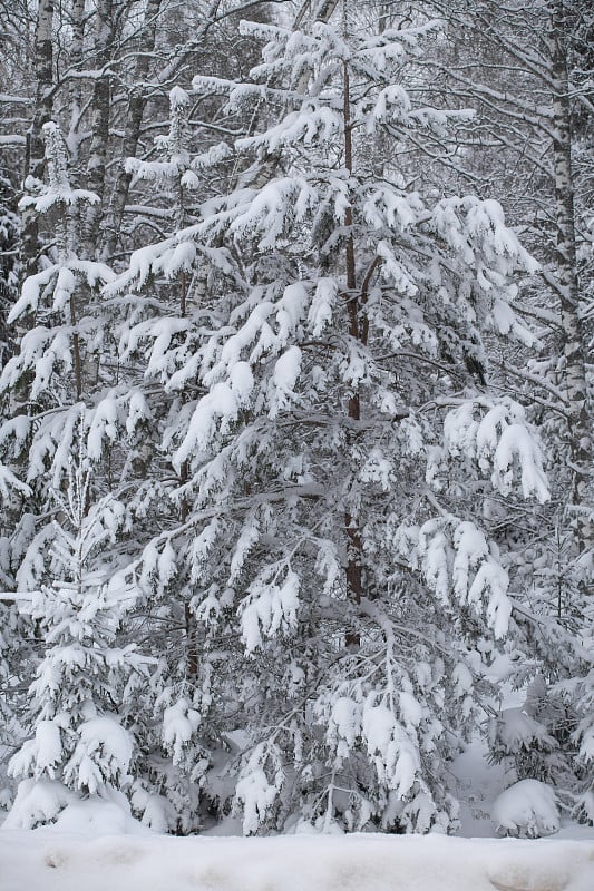 冬天森林里下了一场雪，晴天，树木在下雪