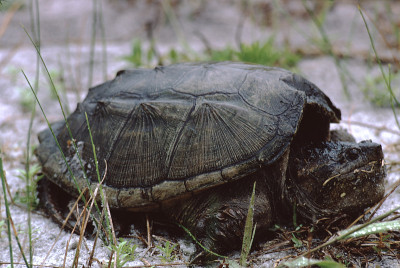 佛罗里达鳄龟(Chelydra Serpentina Osceola)