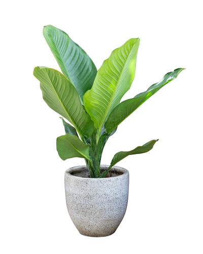室内盆栽植物隔离在白色背景上。