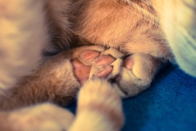 猫爪合拢