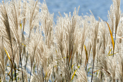 芒(Miscanthus sinensis)为禾本科禾本科科开花植物。