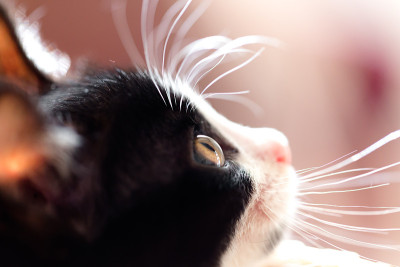 猫宝宝