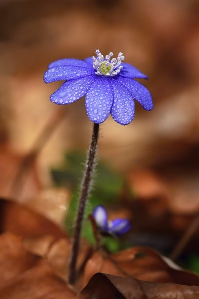春天的花。美丽绽放的第一朵小花在森林里。属的植物。(植物nobilis)