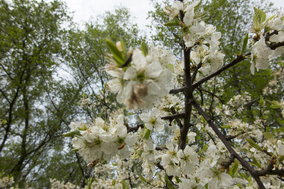 白黑刺李花