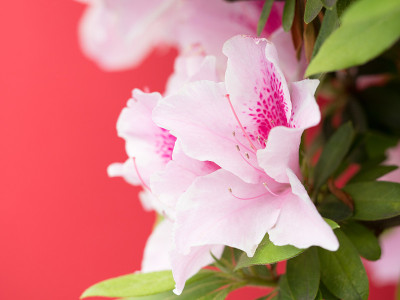 杜鹃花