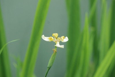 花朵特写