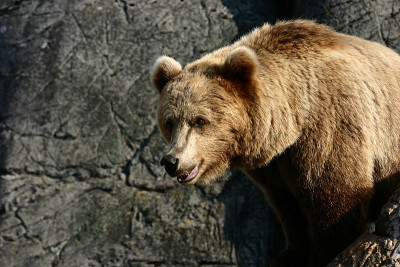 bear4
