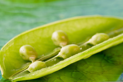 豆荚里的豌豆