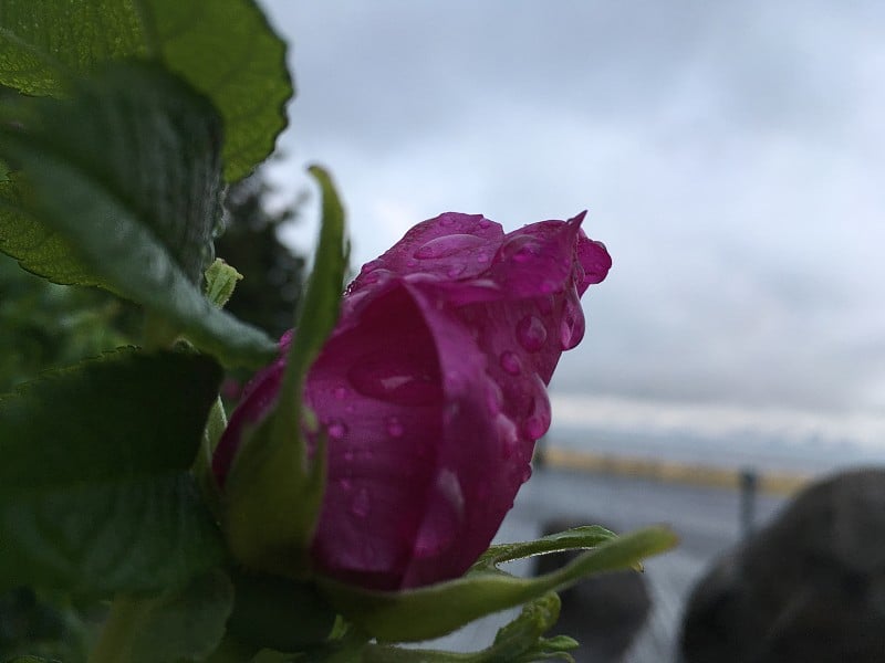 在春天阴天下雨后的康尼岛海滩日落在布鲁克林，纽约，纽约。