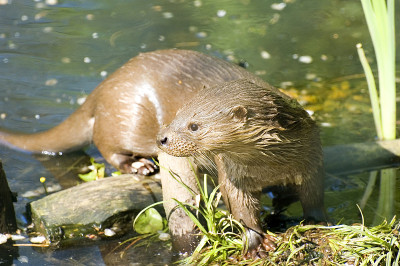 Fischotter