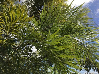 夏威夷考艾岛的威美亚峡谷。