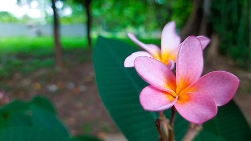 生长在茂物市河浪公园的鸡蛋花