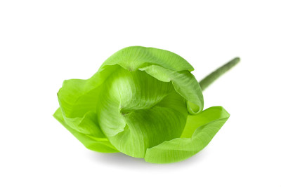 鲜绿荷花，白底