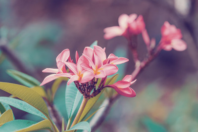 粉色花鸡蛋花，马达加斯加鸡蛋花