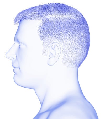 3d渲染医学上准确的男性头部解剖图