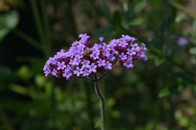 Purpletop马鞭草的花。