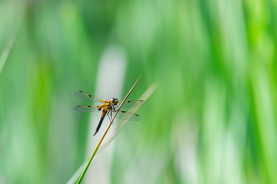 四斑点蜻蜓(Libellula quadrimaculata)在草的叶片上，很好的特写和细节。